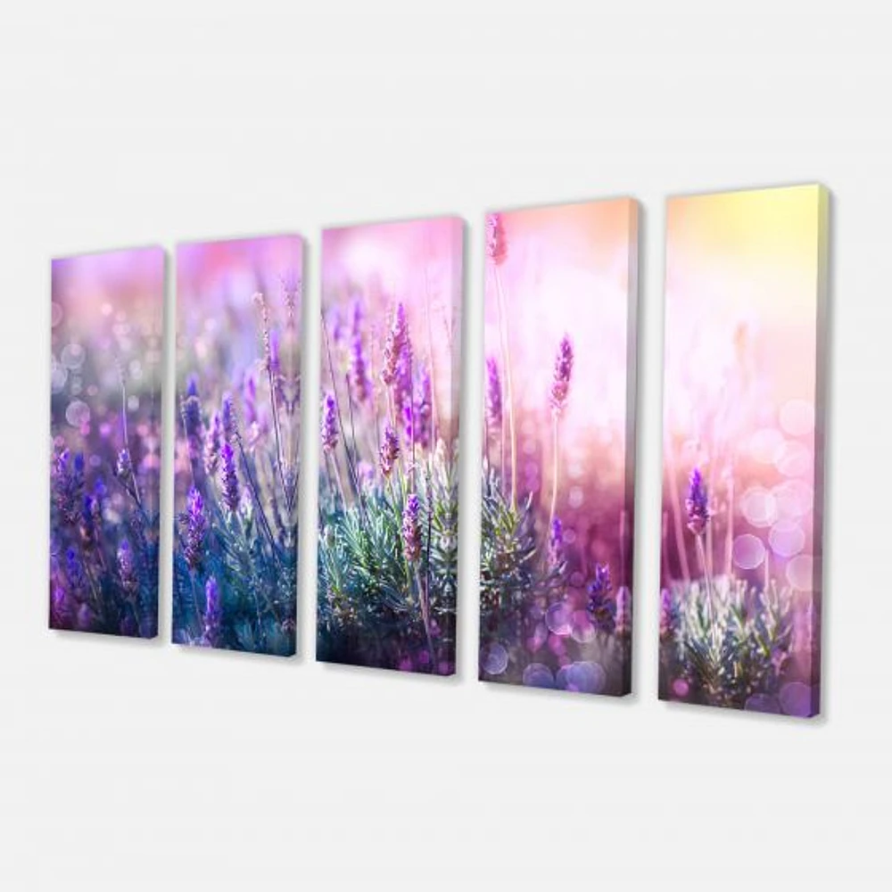 Growing and Blooming Lavender  Canvas Print