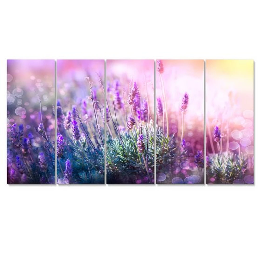 Growing and Blooming Lavender  Canvas Print