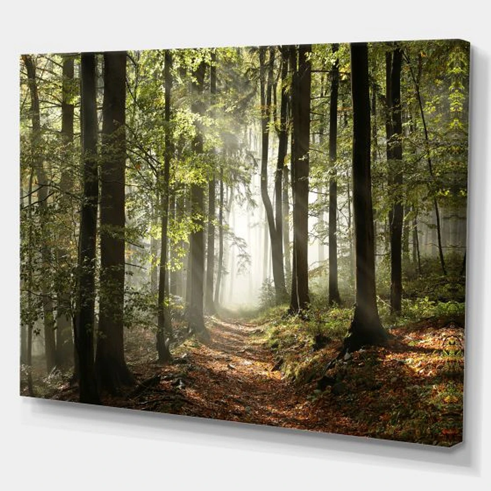 Green Fall Forest with Sun Rays  Canvas Print