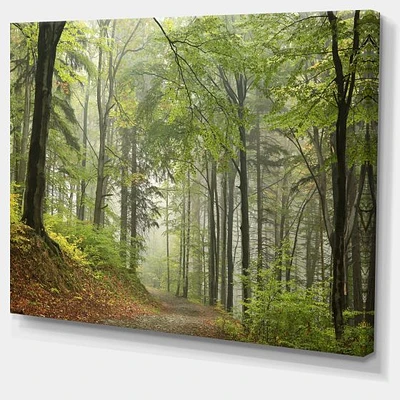 Green Beach Forest Pathway  Wall Art