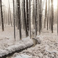 Snowy Forest Creek Wallpaper Mural