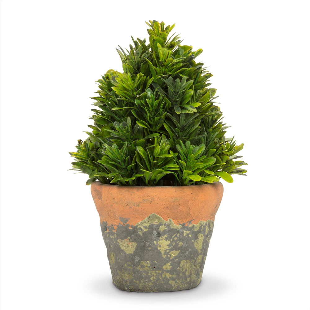 Cone-Shaped Greenery in Natural  Pot - 6"