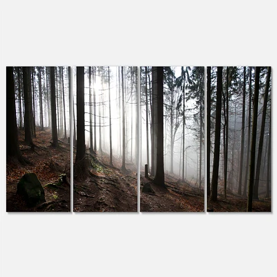 Misty Forest Morning Panorama  Canvas Wall Art