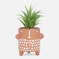 Assorted Plant in Textured Dotted Pot