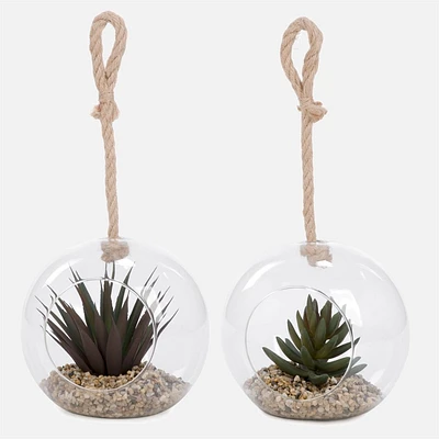 Assorted Succulent Terrarium Ball