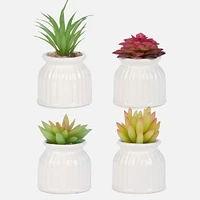 Succulent in White Pot - Assorted