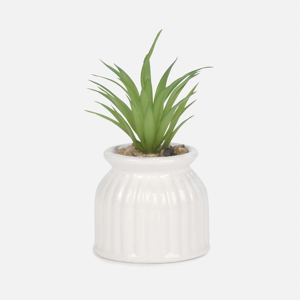 Succulent in White Pot - Assorted