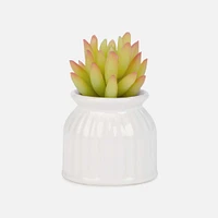 Succulent en pot blanc - Assorti