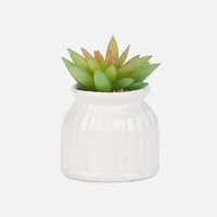 Succulent en pot blanc - Assorti