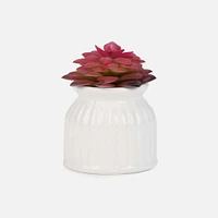 Succulent in White Pot - Assorted