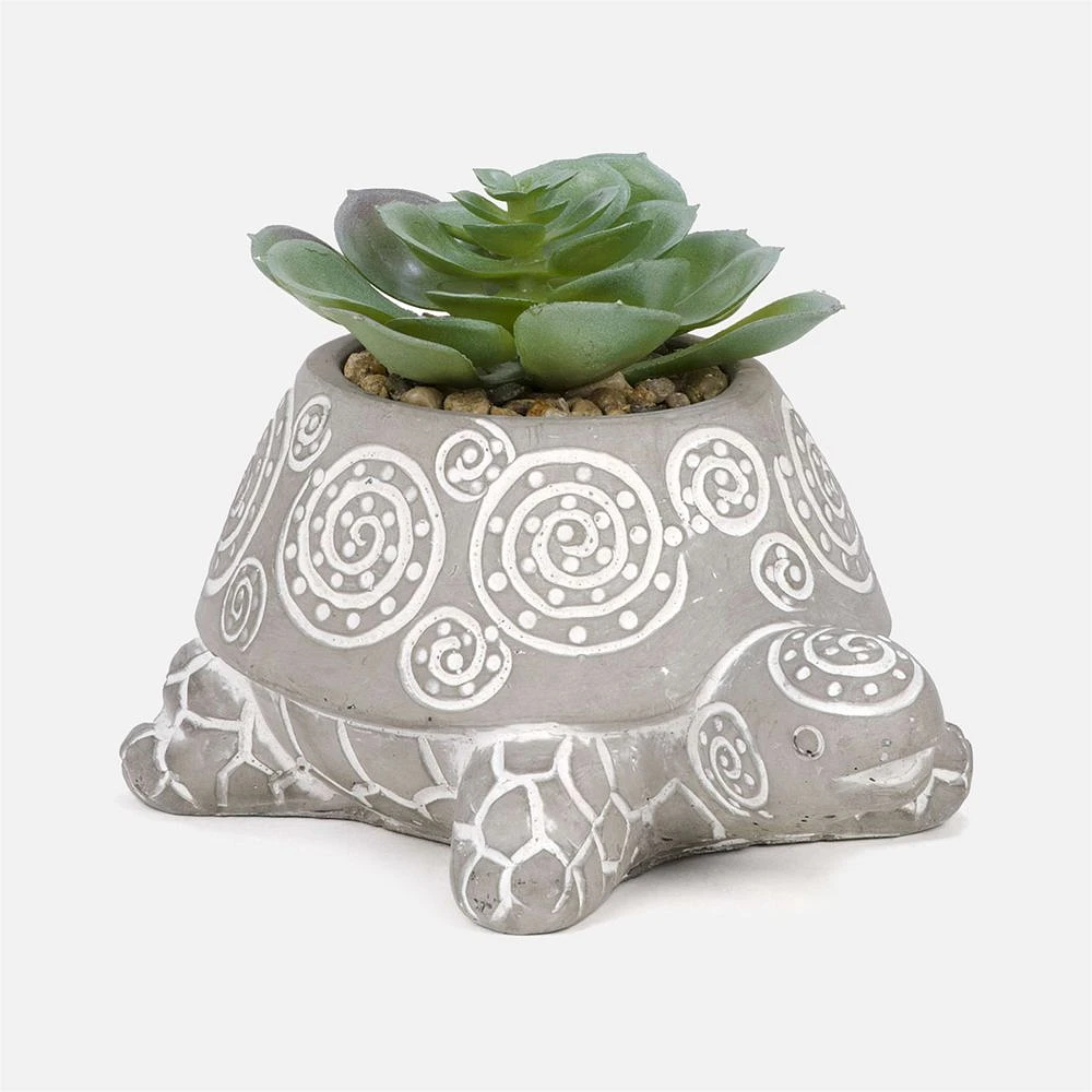 Succulent sur tortue grise & blanche -  6'' x 5'' x 4''