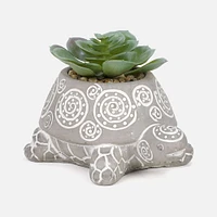 Grey & White Turtle Succulent - 6'' x 5'' x 4''