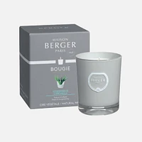 Citronella Candle by Maison Berger Paris