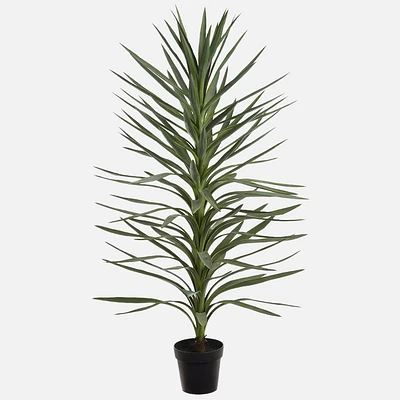 Draceana Tree,  54" 
