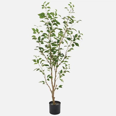 Ficus Benjamina Tree, 5'