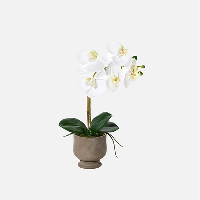Verona Orchid In Pot, 15.5" - White