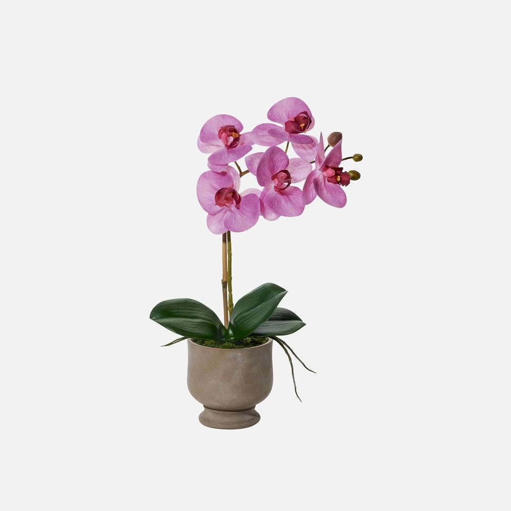 Verona Orchid In Pot, 15.5" - Pink