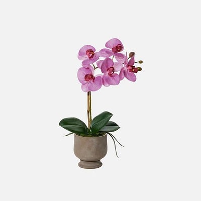 Verona Orchid In Pot, 15.5" - Pink