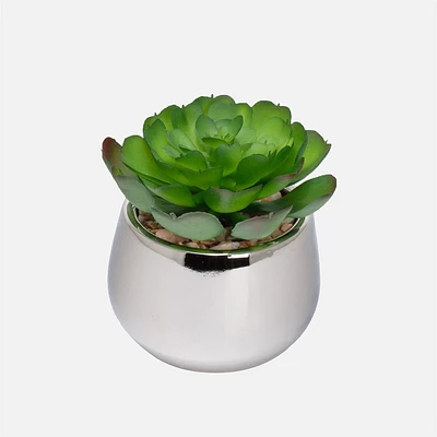 Silver Ball Succulent Echeveria by Torre & Tagus