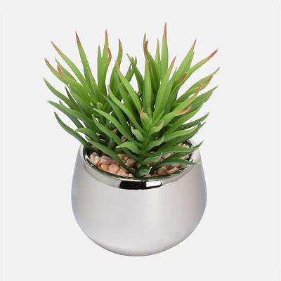 Spike Silver Ball Succulent by Torre & Tagus