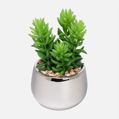 Jellybean Silver Ball Succulent by Torre & Tagus