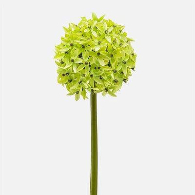 Fleur allium verte large par Torre & Tagus