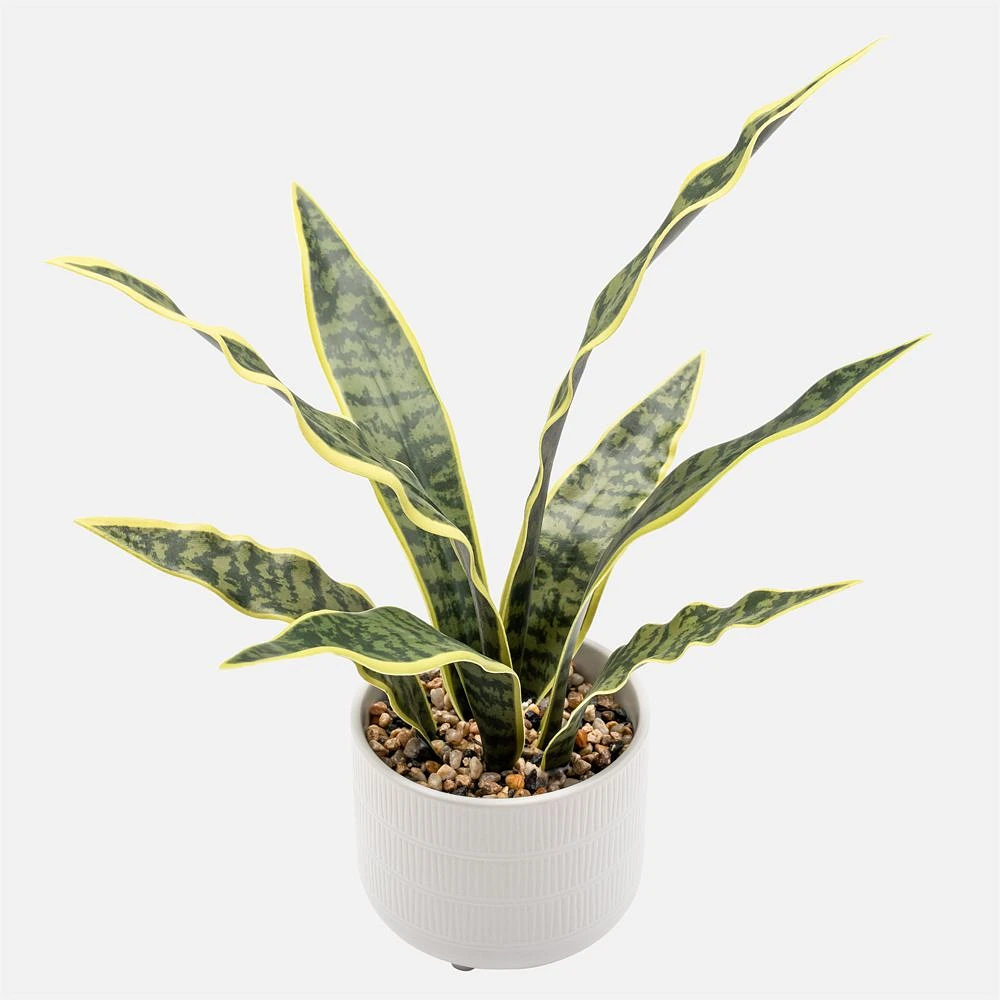 Rivera Potted Serpent Plant