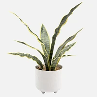 Rivera Potted Serpent Plant