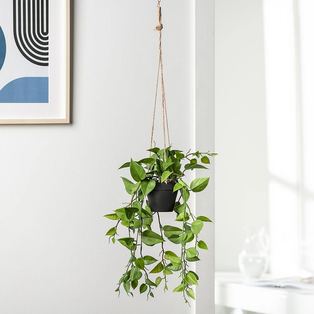 Plante en pot suspendue « Ivy »