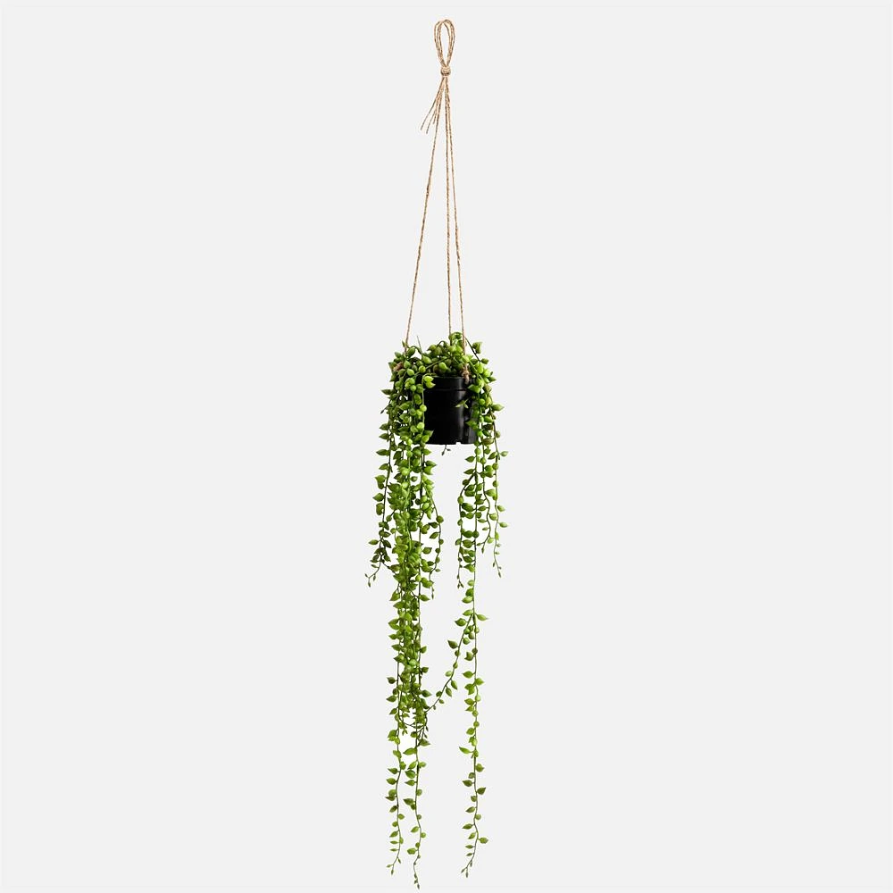 Hanging Plant