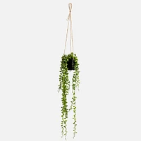 Hanging Plant