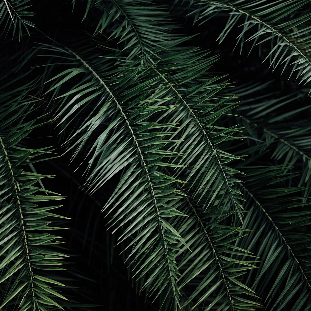 Dark Palm Trees Wallpaper Mural