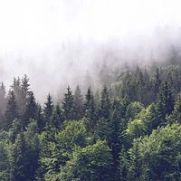 Papier peint mural« Foggy Forest »