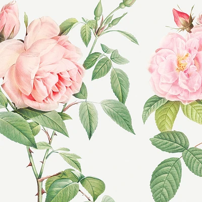 Fragrant Rosebush Wallpaper Mural