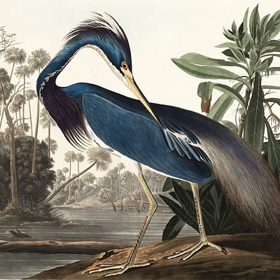 Papier peint mural « Louisiana Heron »