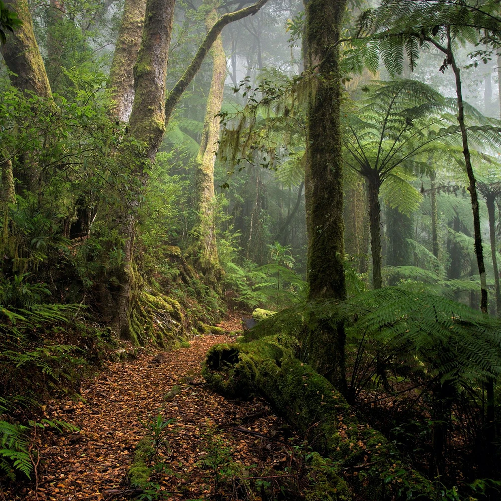 Papier peint mural « Old Forest »