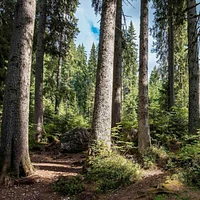 Papier peint mural « Spring Forest »