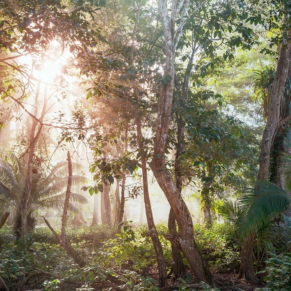 Papier peint mural « Sunny Jungle »