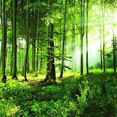 Sunny Morning Forest Wallpaper Mural