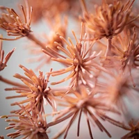 Blush Spiky Queen Anne's Lace 29.5