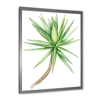 Detail of Yucca Tree  Canvas Wall Art Print