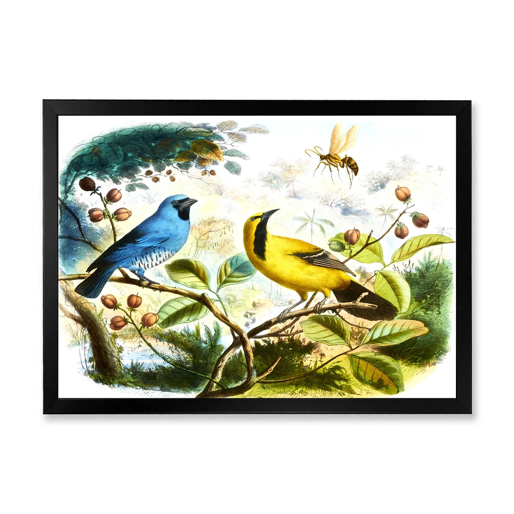 Blue and Yellow Bird The Wild  Canvas Wall Art Print