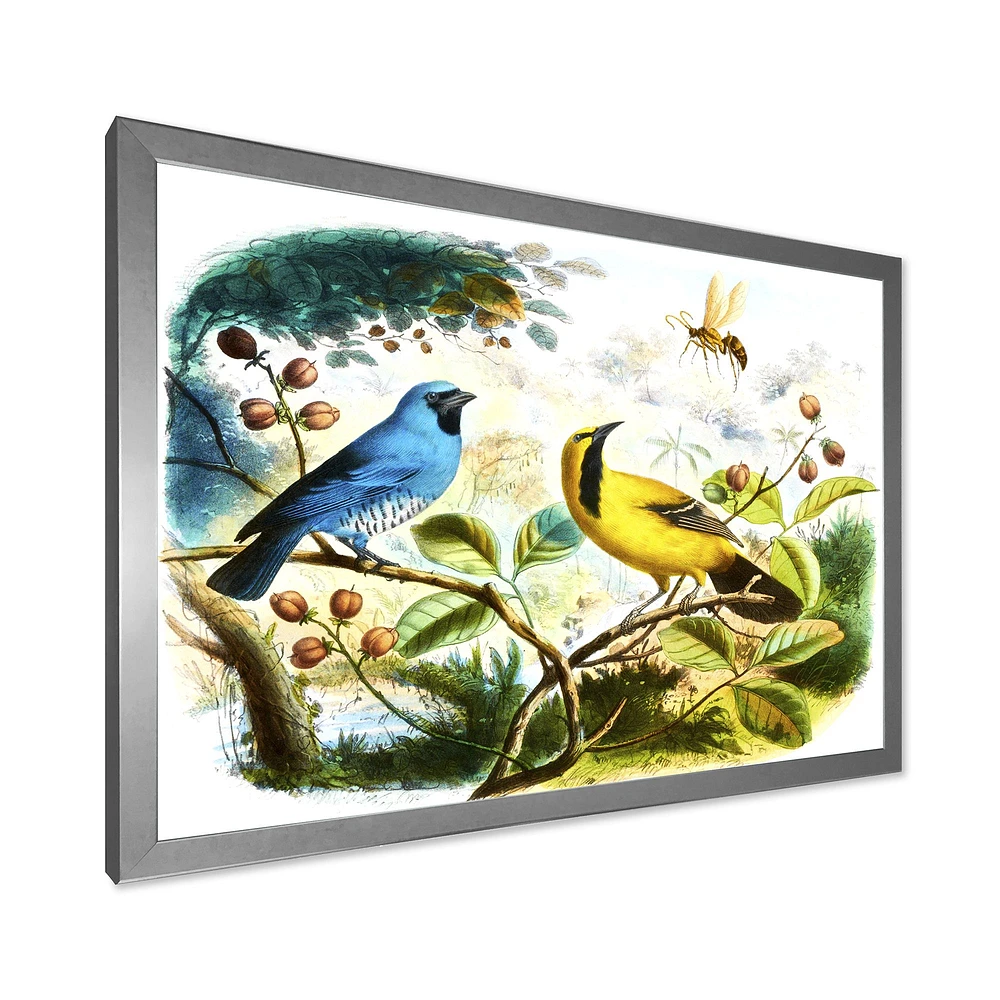Blue and Yellow Bird The Wild  Canvas Wall Art Print