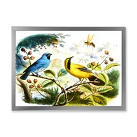 Blue and Yellow Bird The Wild  Canvas Wall Art Print