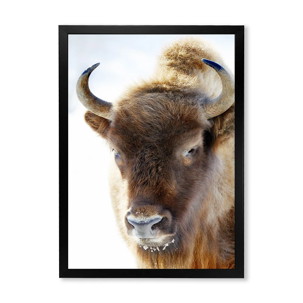 Portrait of Wild Bison Wall Art