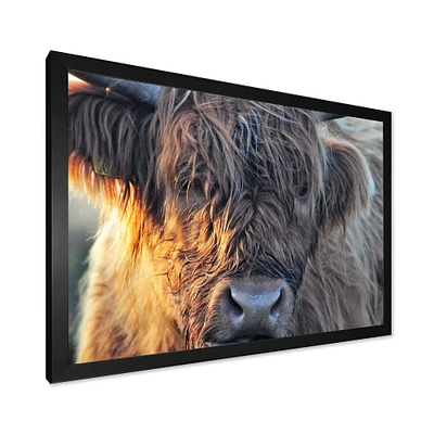 Scottish Cow on Moorland III  Canvas Wall Art Print