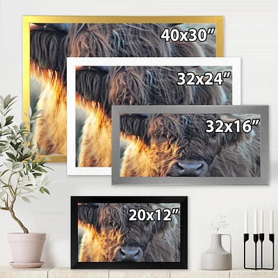 Scottish Cow on Moorland III  Canvas Wall Art Print