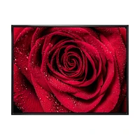 Red Rose Petals with Rain Droplets  Canvas Art Print