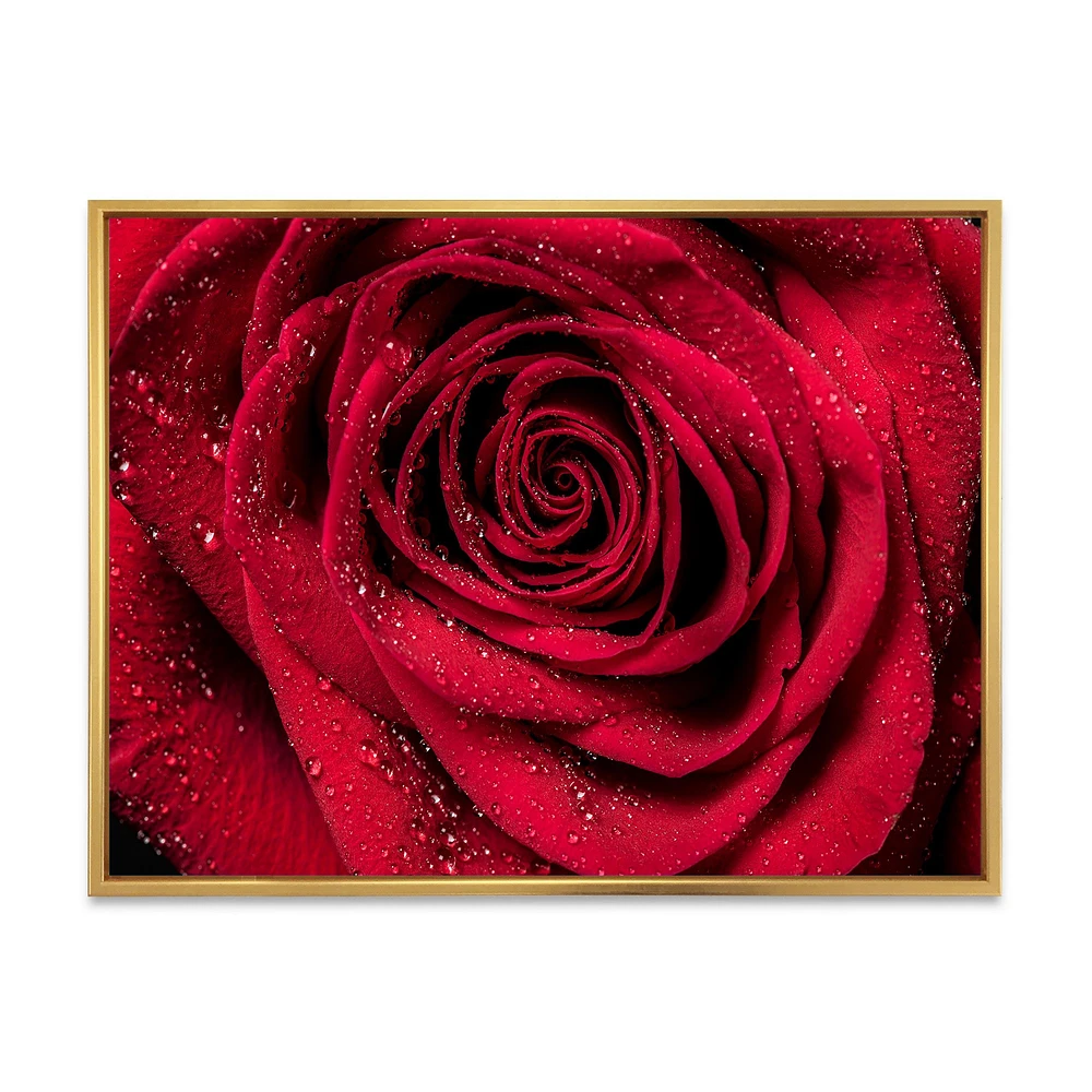 Toile imprimée « Red Rose Petals with Rain Droplets