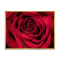 Red Rose Petals with Rain Droplets  Canvas Art Print